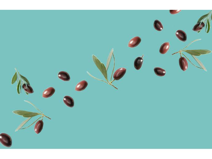Xylella fastidiosa: βρέθηκαν νέοι ανθεκτικοί γονότυποι ελιάς